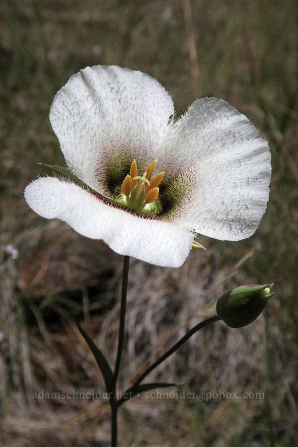 Howell's mariposa lily (Calochortus howellii) [Eight Dollar Mountain Botanical Wayside, Rogue River-Siskiyou National Forest, Josephine County, Oregon]