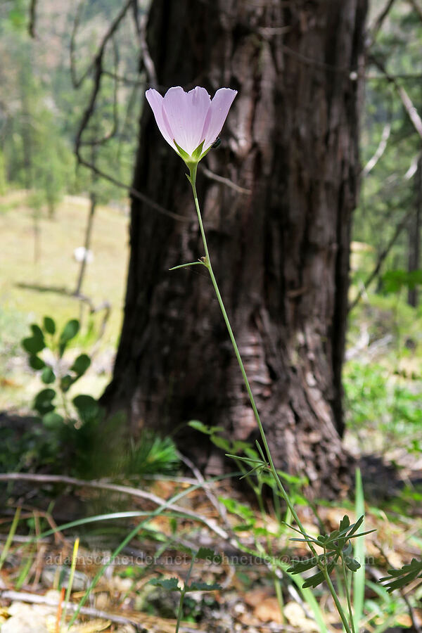Del Norte checker-bloom (Sidalcea asprella (Sidalcea malviflora ssp. asprella)) [Days Gulch Botanical Area, Rogue River-Siskiyou National Forest, Josephine County, Oregon]