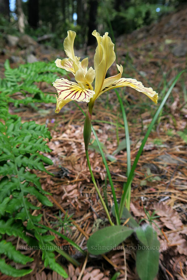 yellow-leaf iris (Iris chrysophylla) [Forest Road 4201, Rogue River-Siskiyou National Forest, Josephine County, Oregon]