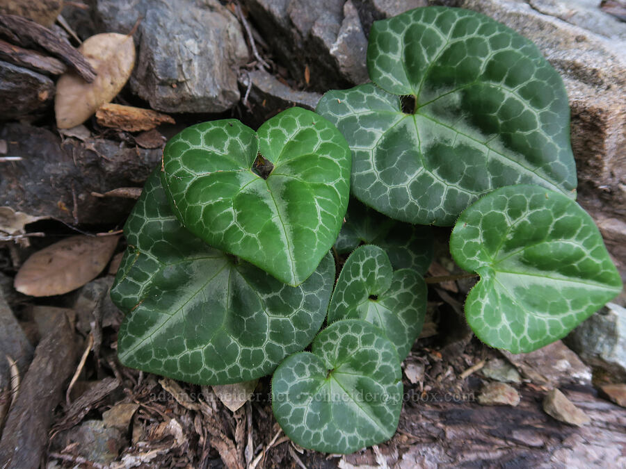marbled wild ginger leaves (Asarum marmoratum) [Babyfoot Lake Trail, Kalmiopsis Wilderness, Curry County, Oregon]