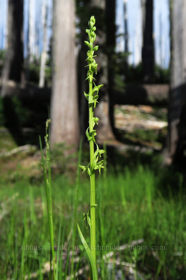 few-flowered bog orchid (Platanthera sparsiflora) [west of Babyfoot Lake, Kalmiopsis Wilderness, Curry County, Oregon]