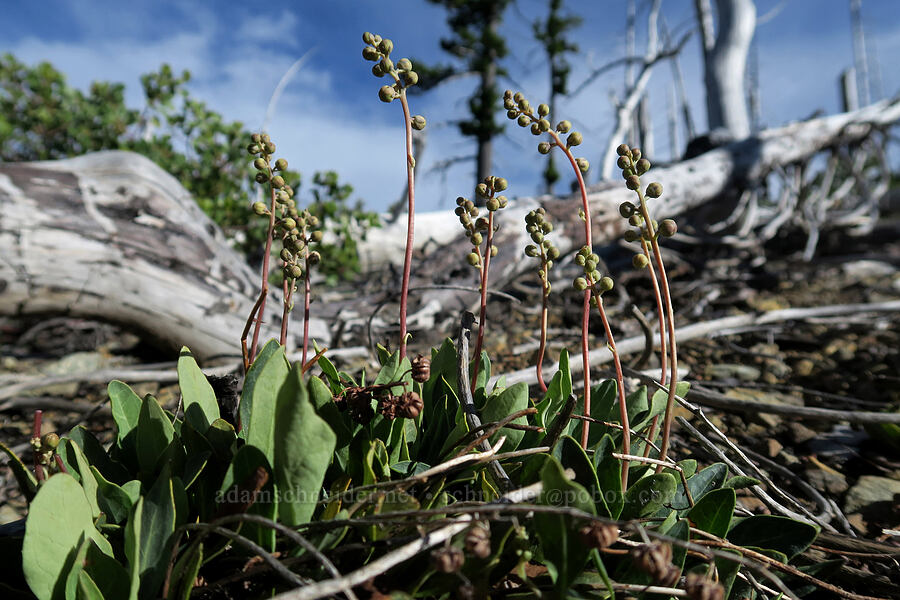 tooth-leaf wintergreen, budding (Pyrola dentata (Pyrola picta)) [west of Babyfoot Lake, Kalmiopsis Wilderness, Curry County, Oregon]