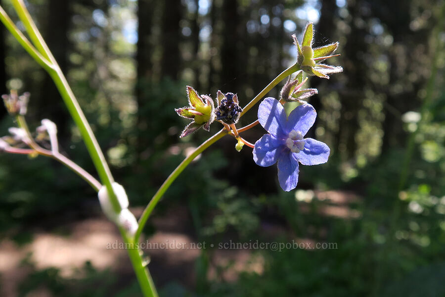 great hound's-tongue (Adelinia grandis (Cynoglossum grande)) [Grizzly Peak Trail, Jackson County, Oregon]