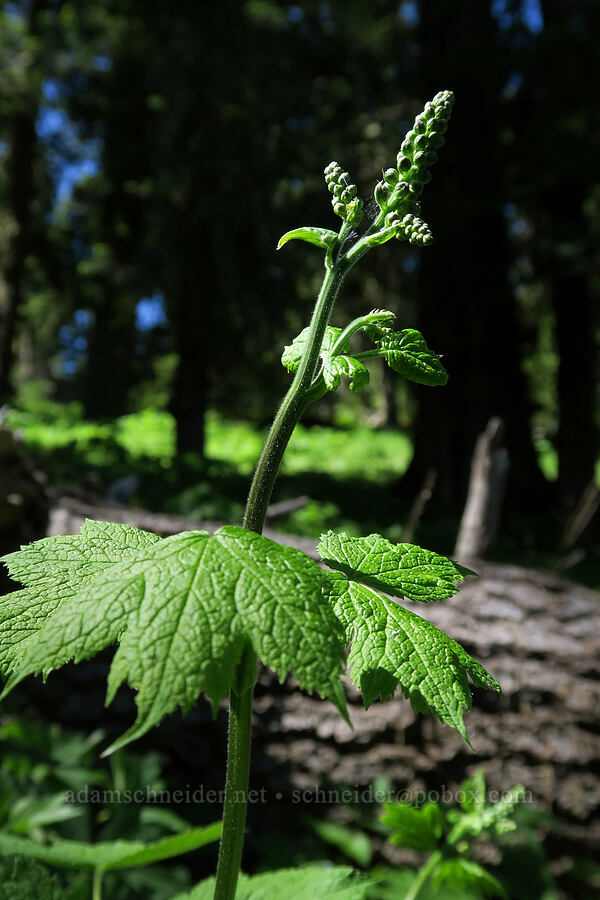 tall bugbane (southern Oregon variety) (Cimicifuga elata var. alpestris (Actaea elata var. alpestris)) [Grizzly Peak Trail, Jackson County, Oregon]