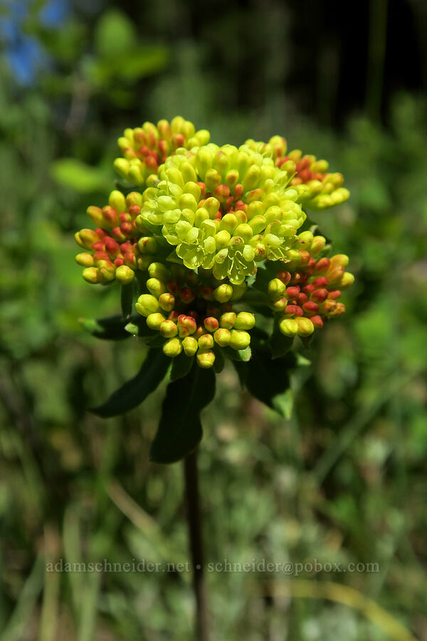 Modoc sulphur-flower buckwheat (Eriogonum umbellatum var. modocense) [Grizzly Peak Trail, Jackson County, Oregon]