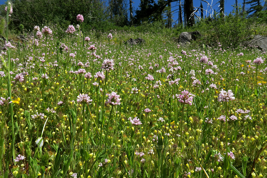 rosy plectritis & hairy owl's-clover (Plectritis congesta, Castilleja tenuis (Orthocarpus hispidus)) [Grizzly Peak Trail, Jackson County, Oregon]
