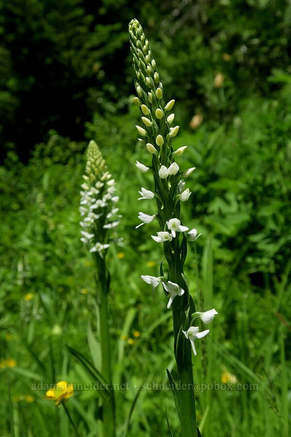 white bog orchid (Platanthera dilatata) [Burnt Creek Road, Cascade-Siskiyou National Monument, Jackson County, Oregon]