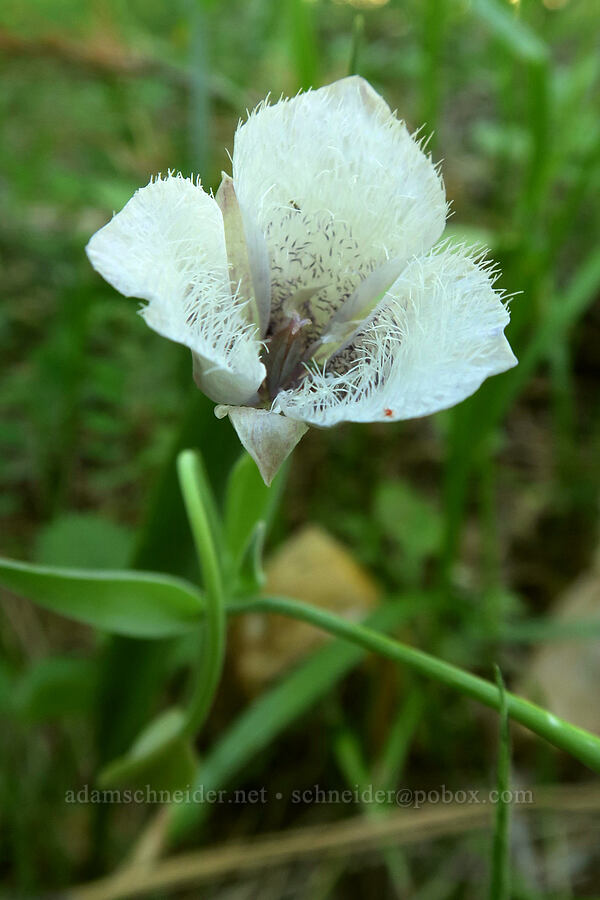 Tolmie's mariposa lily (Calochortus tolmiei) [Greensprings Mountain Loop Trail, Cascade-Siskiyou National Monument, Jackson County, Oregon]