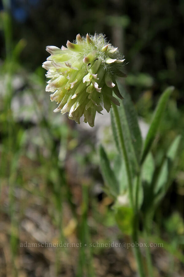 woolly-head clover (Trifolium eriocephalum) [Greensprings Mountain Loop Trail, Cascade-Siskiyou National Monument, Jackson County, Oregon]