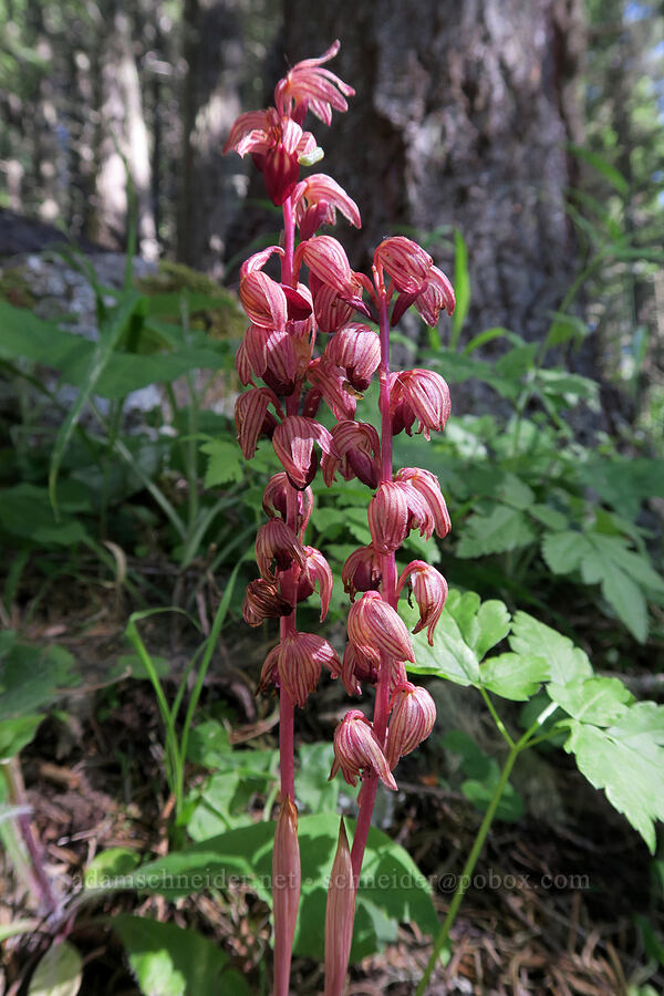 striped coral-root orchid (Corallorhiza striata) [Greensprings Mountain Loop Trail, Cascade-Siskiyou National Monument, Jackson County, Oregon]