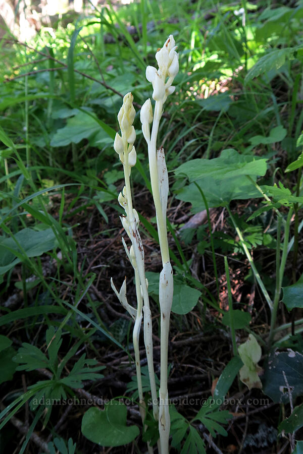 phantom orchid (Cephalanthera austiniae (Eburophyton austiniae)) [Greensprings Mountain Loop Trail, Cascade-Siskiyou National Monument, Jackson County, Oregon]