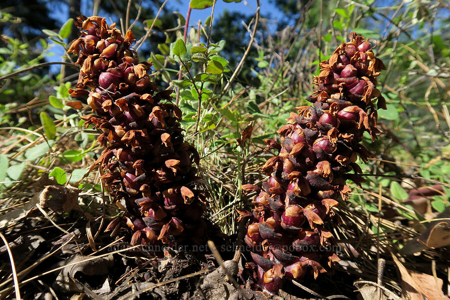 California ground-cone (Kopsiopsis strobilacea (Boschniakia strobilacea)) [Bandersnatch Trail, Ashland, Jackson County, Oregon]