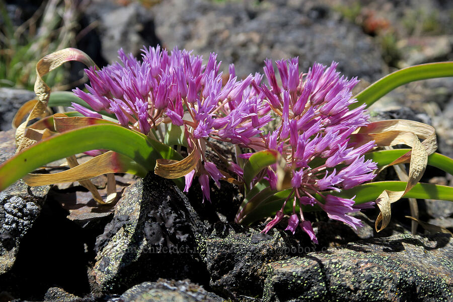 flat-stem onion (Allium falcifolium) [King Mountain ACEC, Josephine County, Oregon]