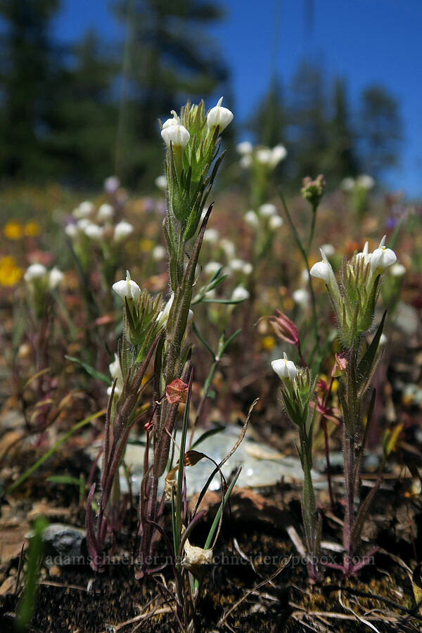 hairy owl's-clover (white paintbrush) (Castilleja tenuis (Orthocarpus hispidus)) [King Mountain ACEC, Josephine County, Oregon]