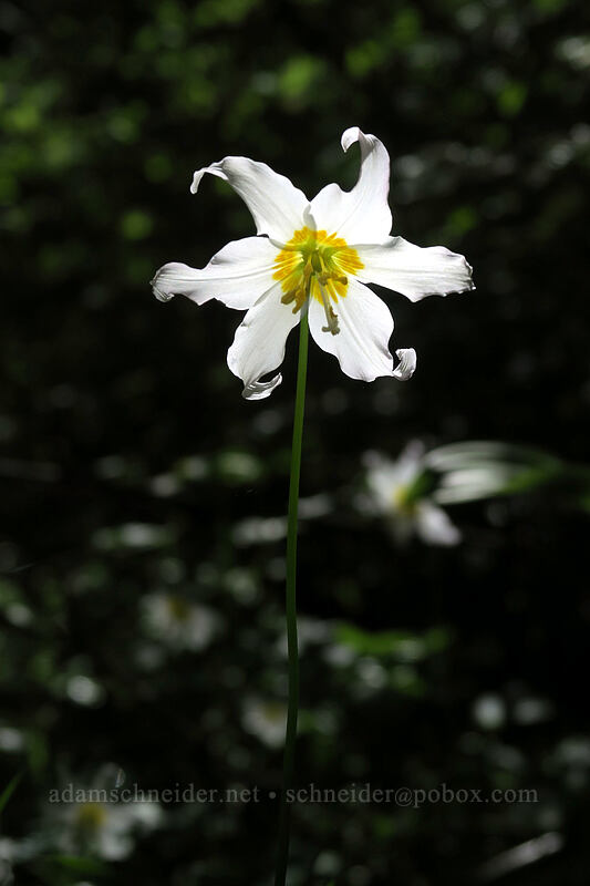 avalanche lily (Erythronium montanum) [Grouse Vista Trail, Gifford Pinchot National Forest, Skamania County, Washington]