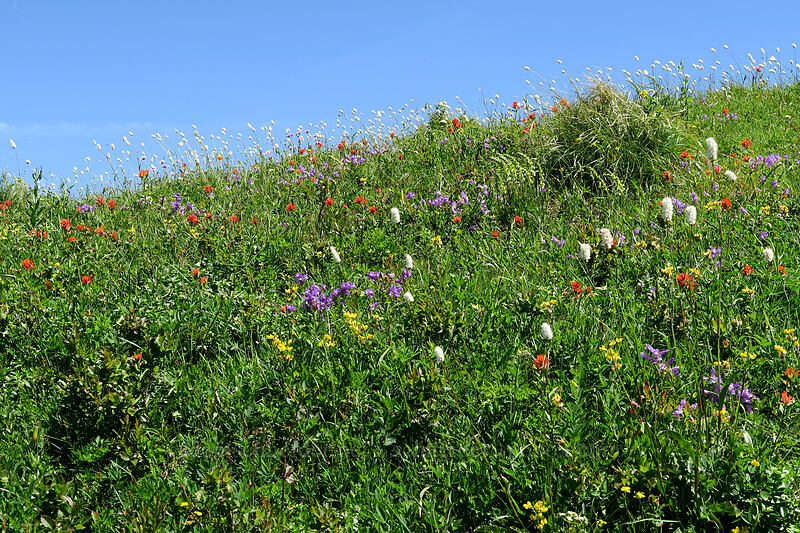 wildflowers [Silver Star Mountain, Gifford Pinchot National Forest, Washington]