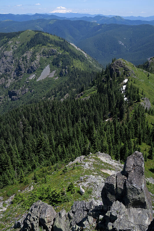 mountain goat (Oreamnos americanus) [Silver Star Mountain summit, Gifford Pinchot National Forest, Skamania County, Washington]