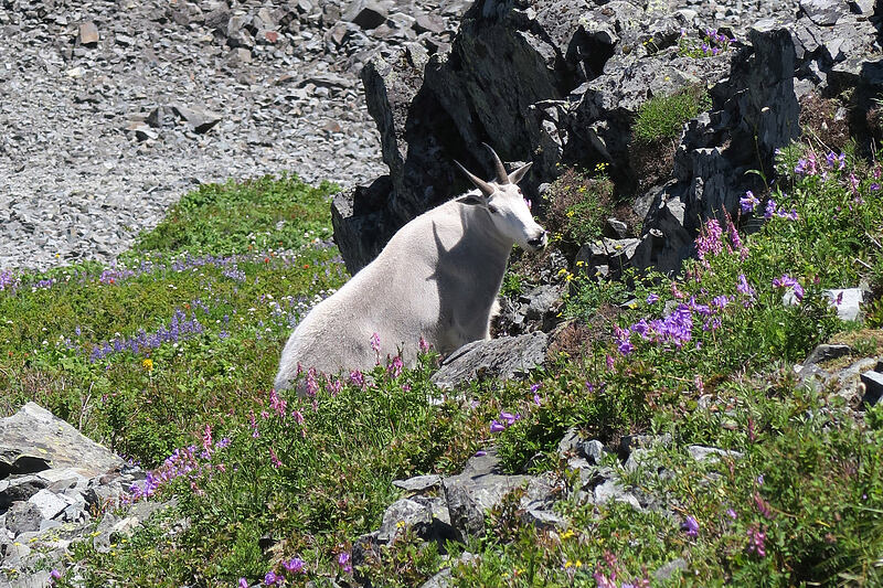 mountain goat & wildflowers (Oreamnos americanus) [Silver Star Mountain summit, Gifford Pinchot National Forest, Skamania County, Washington]