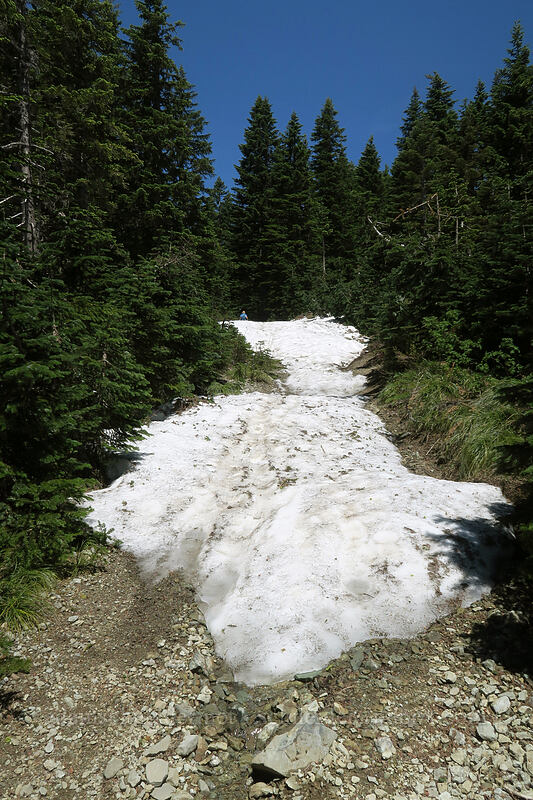 snow on the trail [Silver Star Mountain Trail, Gifford Pinchot National Forest, Washington]
