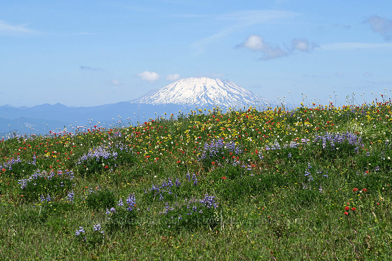 wildflowers & Mt. St. Helens [Silver Star Mountain Trail, Gifford Pinchot National Forest, Washington]