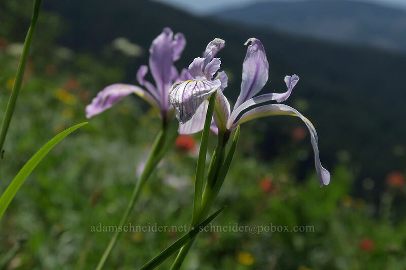Oregon iris (Iris tenax) [Silver Star Mountain Trail, Gifford Pinchot National Forest, Skamania County, Washington]