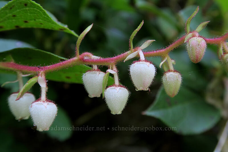 salal flowers (Gaultheria shallon) [Tarbell Trail, Gifford Pinchot National Forest, Clark County, Washington]