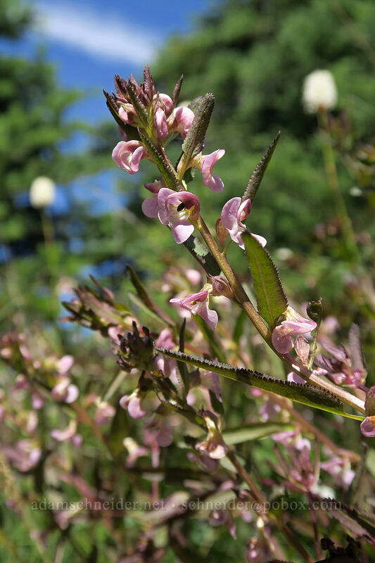 sickle-top lousewort (Pedicularis racemosa) [Hurricane Hill Trail, Olympic National Park, Clallam County, Washington]