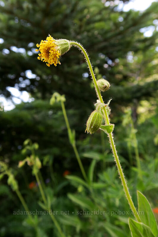 Parry's arnica (Arnica parryi) [Hurricane Hill Trail, Olympic National Park, Clallam County, Washington]