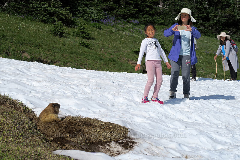 marmot & tourists (Marmota olympus) [Hurricane Hill, Olympic National Park, Clallam County, Washington]