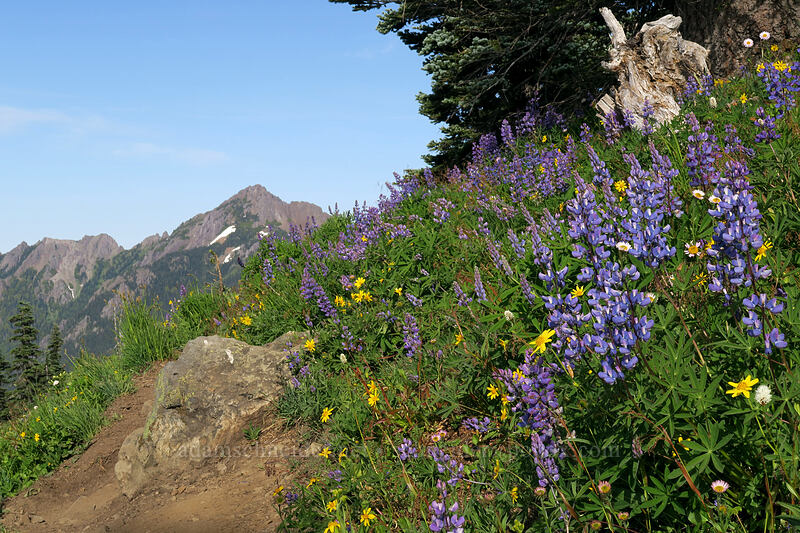wildflowers [Hurricane Hill summit, Olympic National Park, Clallam County, Washington]