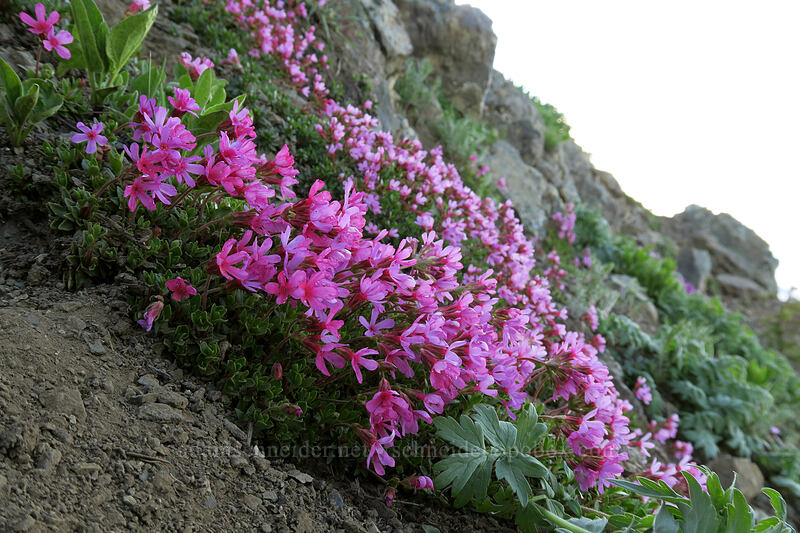 smooth douglasia (cliff dwarf-primrose) (Douglasia laevigata (Androsace laevigata)) [Hurricane Hill summit, Olympic National Park, Clallam County, Washington]