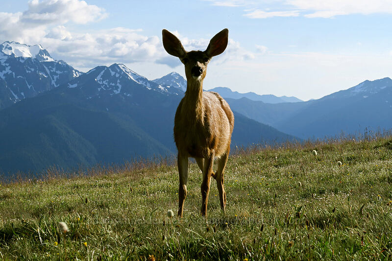 black-tailed deer (Odocoileus hemionus columbianus) [Hurricane Hill summit, Olympic National Park, Clallam County, Washington]