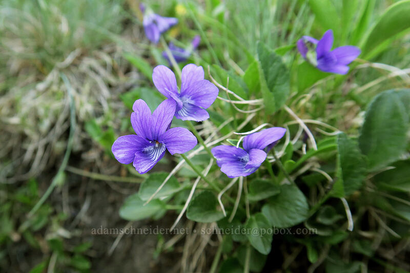 hooked violets (Viola adunca) [Hurricane Hill summit, Olympic National Park, Clallam County, Washington]