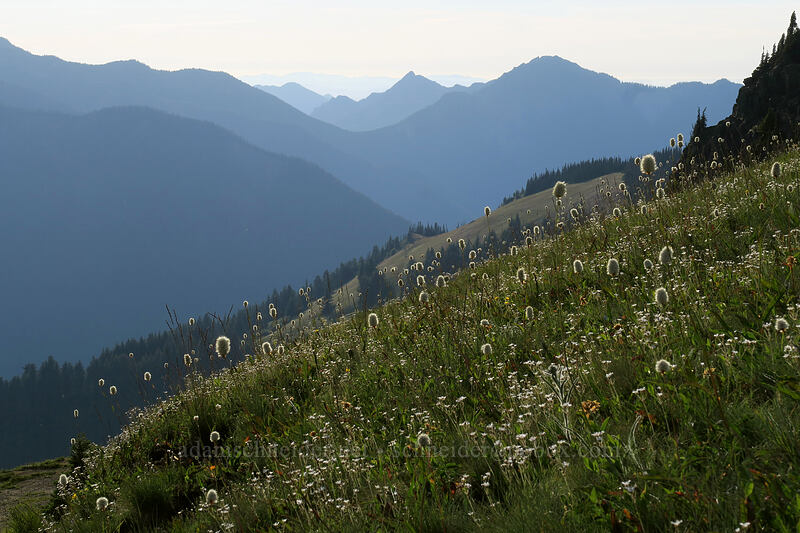 western bistort (Bistorta bistortoides (Polygonum bistortoides)) [Hurricane Hill Trail, Olympic National Park, Clallam County, Washington]