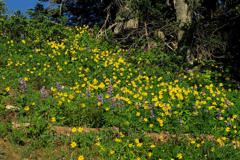 arnica & lupines (Arnica latifolia, Lupinus sp.) [Hurricane Hill Trail, Olympic National Park, Clallam County, Washington]