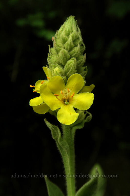 common mullein (Verbascum thapsus) [Hadley Trail, Beacon Rock State Park, Skamania County, Washington]