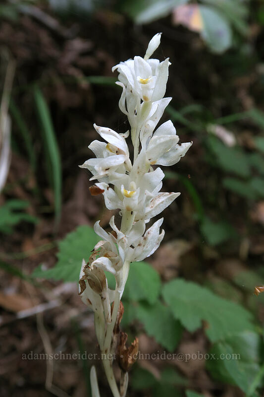 phantom orchid (Cephalanthera austiniae (Eburophyton austiniae)) [Hamilton Mountain Trail, Beacon Rock State Park, Skamania County, Washington]