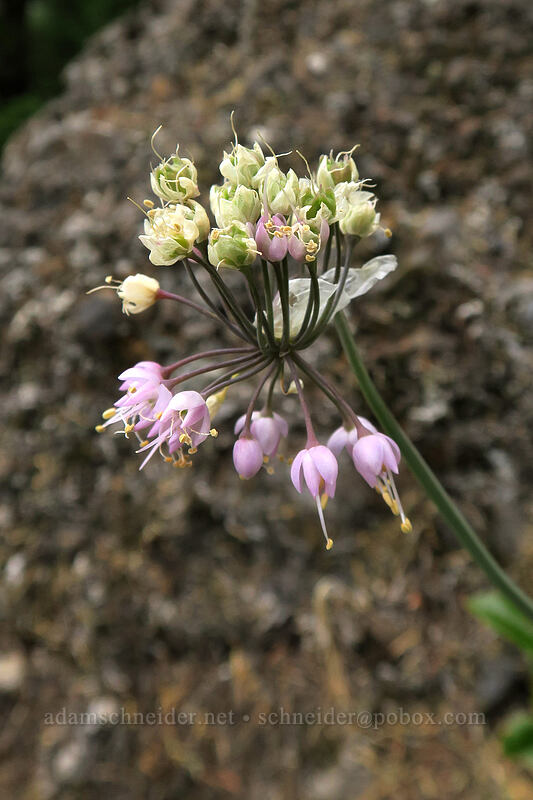 nodding onion (Allium cernuum) [Hamilton Mountain Trail, Beacon Rock State Park, Washington]