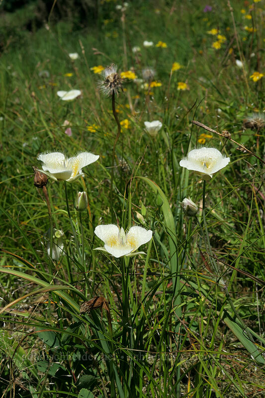 subalpine mariposa lilies (Calochortus subalpinus) [Hamilton Mountain Trail, Beacon Rock State Park, Skamania County, Washington]