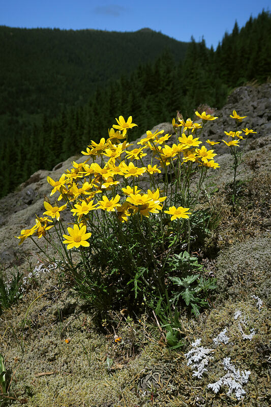 Oregon sunshine (Eriophyllum lanatum) [Hamilton Mountain Trail, Beacon Rock State Park, Skamania County, Washington]