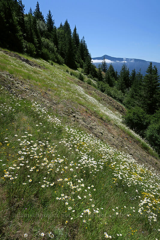 ox-eye daisies (Chrysanthemum leucanthemum (Leucanthemum vulgare)) [Hamilton Mountain Trail, Beacon Rock State Park, Skamania County, Washington]