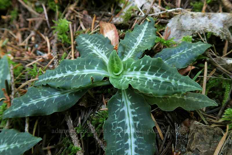 rattlesnake plantain leaves (Goodyera oblongifolia) [Hamilton Mountain Trail, Beacon Rock State Park, Skamania County, Washington]