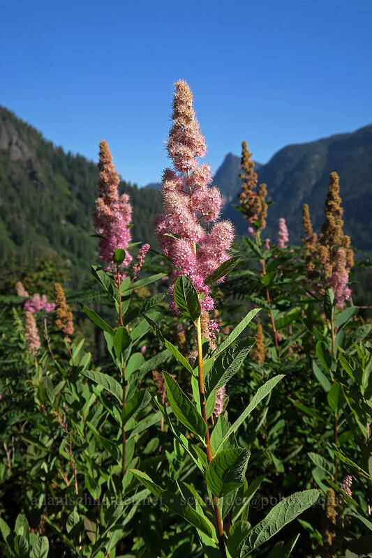 hardhack (Douglas's spirea) (Spiraea douglasii) [Sunrise Mine Trail, Mount Baker-Snoqualmie National Forest, Snohomish County, Washington]