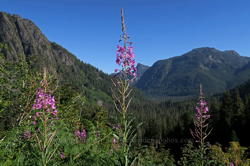 fireweed (Chamerion angustifolium (Chamaenerion angustifolium) (Epilobium angustifolium)) [Sunrise Mine Trail, Mount Baker-Snoqualmie National Forest, Snohomish County, Washington]