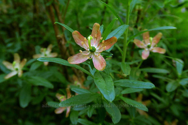 copperbush (Elliottia pyroliflora (Cladothamnus pyroliflorus)) [Sunrise Mine Trail, Mount Baker-Snoqualmie National Forest, Snohomish County, Washington]