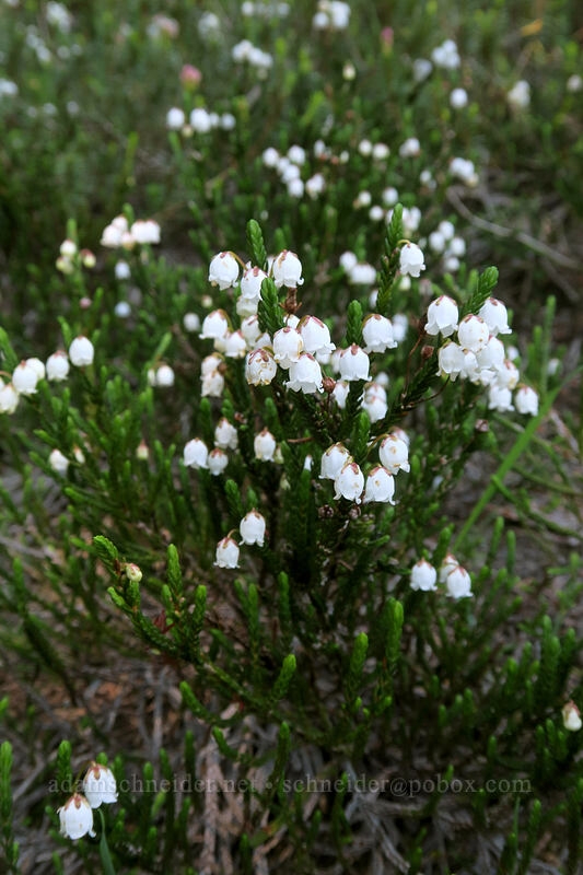 white mountain heather (Cassiope mertensiana) [Sunrise Mine Trail, Morning Star NRCA, Snohomish County, Washington]