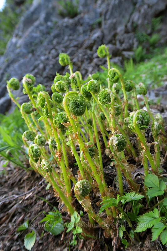 alpine lady fern fiddleheads (Athyrium distentifolium var. americanum (Athyrium alpestre ssp. americanum)) [Sunrise Mine Trail, Morning Star NRCA, Snohomish County, Washington]