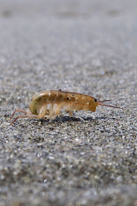 sand flea [Rialto Beach, Olympic National Park, Clallam County, Washington]