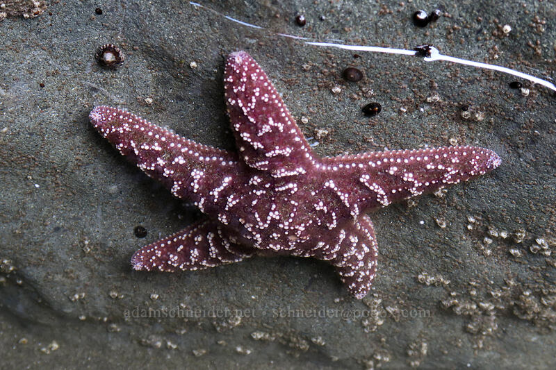 ochre sea star (Pisaster ochraceus) [Rialto Beach, Olympic National Park, Clallam County, Washington]