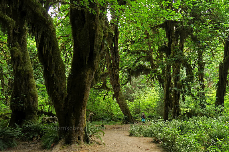 moss-covered big-leaf maples (Acer macrophyllum) [Hall of Mosses Trail, Olympic National Park, Washington]